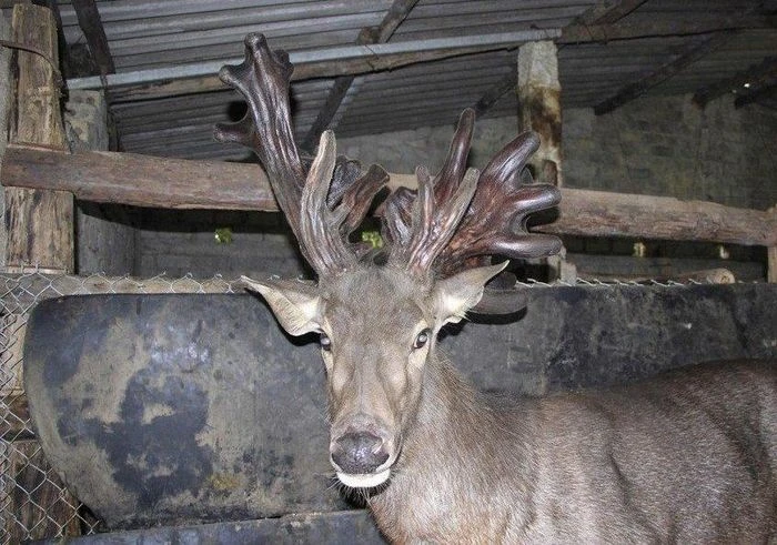 Cận cảnh cặp nhung nai “khủng” ở Nghệ An dân đổ xô chiêm ngưỡng 