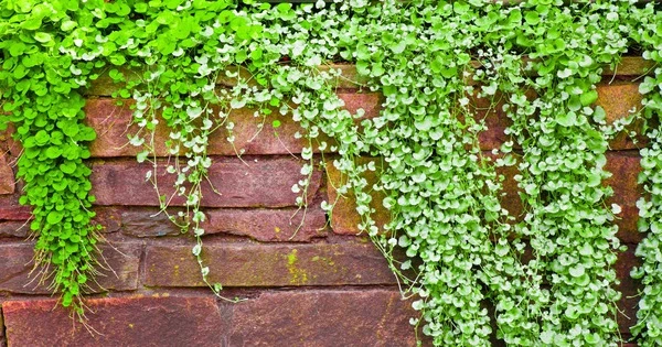 Cây cảnh thác vàng thác bạc, trồng trong nhà chiêu tài, hút lộc