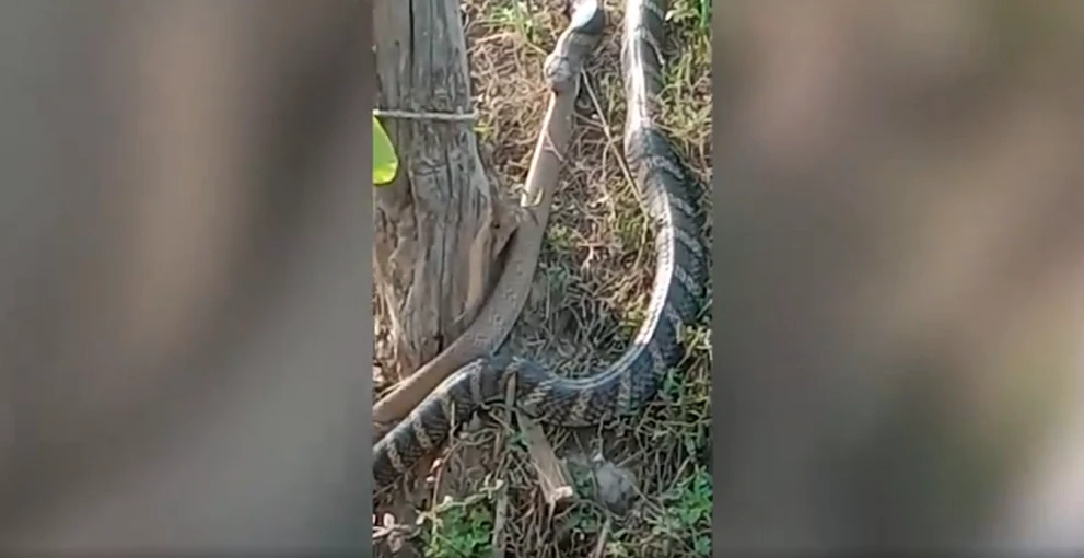 Hoảng hồn chứng kiến "quái thú" nuốt chửng đồng loại