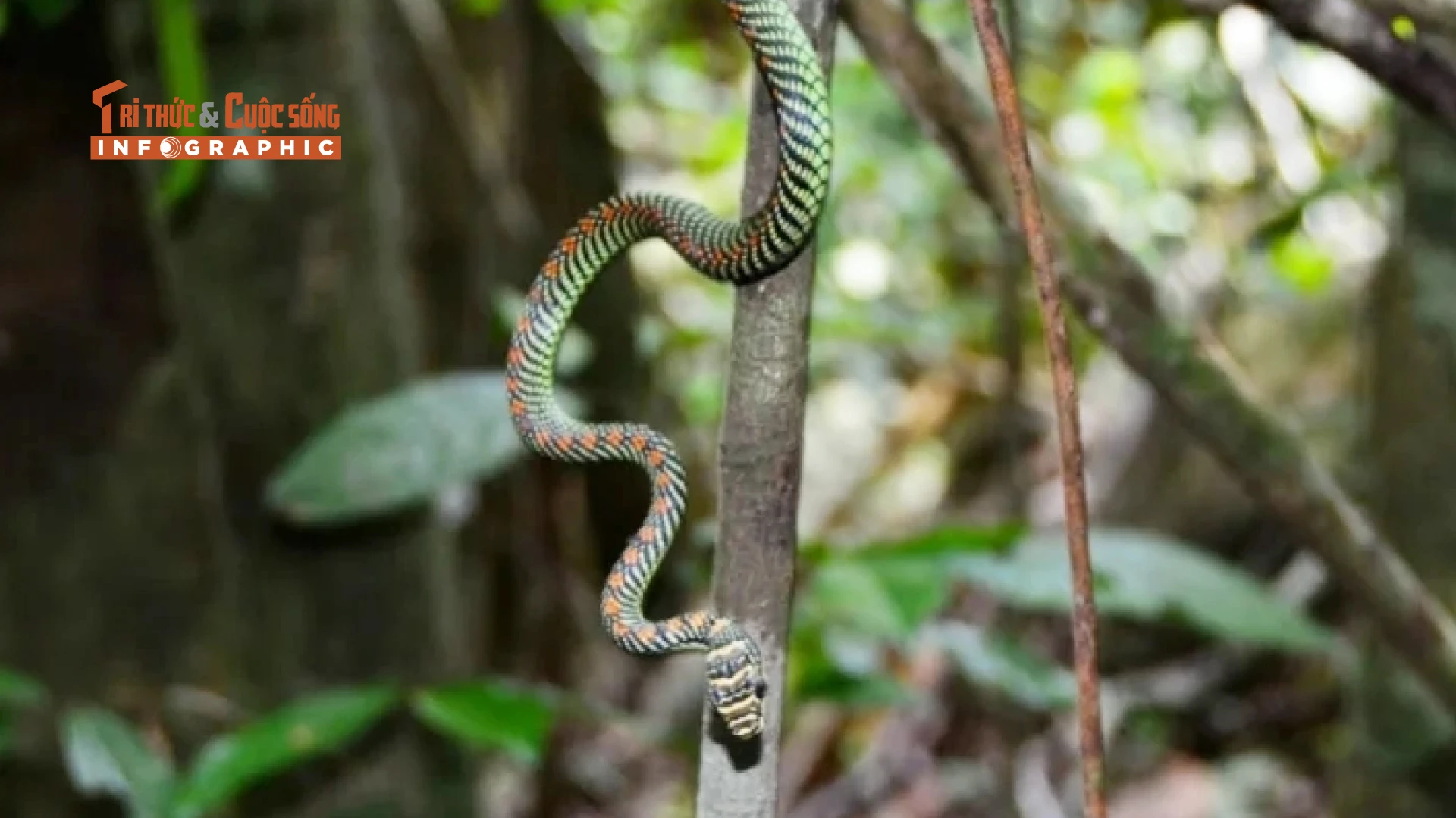 [INFOGRAPHIC]: Loài rắn độc nổi tiếng Việt Nam, bay xa hàng chục mét