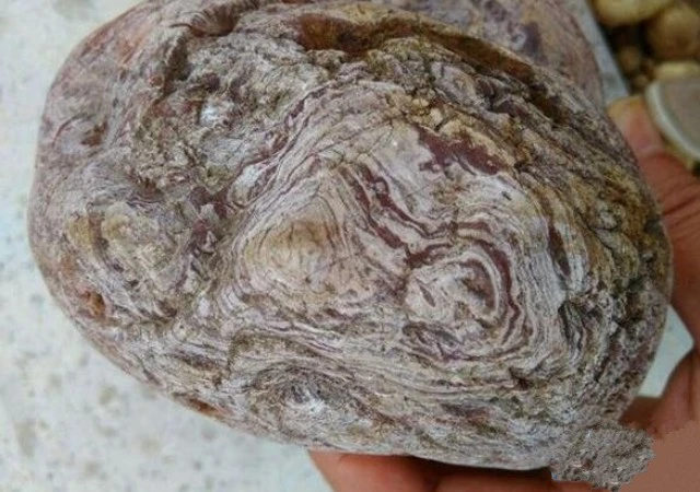 Đạp trúng khúc gỗ dính đầy bùn, ai ngờ là báu vật Trời ban