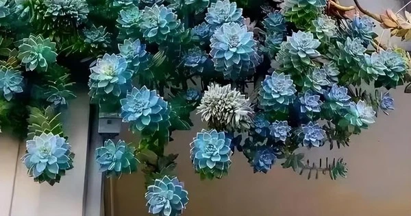 Cây cảnh là bùa may mắn, lá đẹp hơn hoa, tựa đá quý