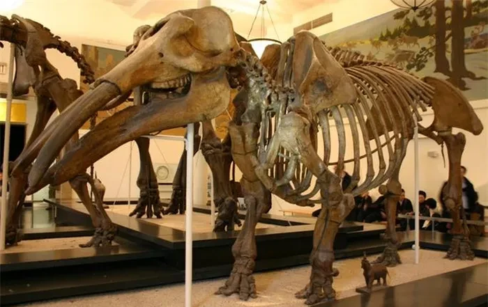 Giật mình quái thú “mặt quỷ” từng lang thang 6 triệu năm trước