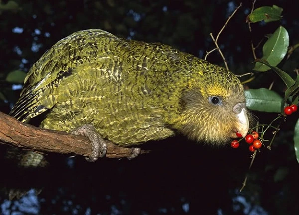 4 loài động vật đang bên bờ tuyệt chủng, chuyên gia lo "ngay ngáy" 