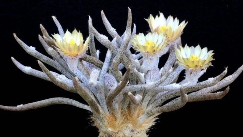 Loài cây độc lạ, hiếm có... giới yêu hoa cưng như trứng mỏng