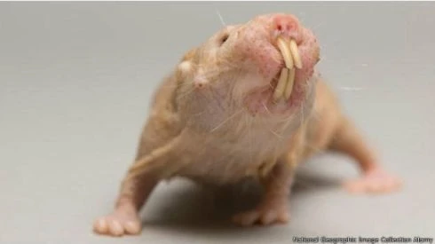 Top động vật kỳ quái hiện còn sinh sống trên Trái Đất