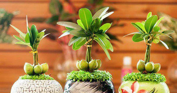 Vô tình đặt sai cây phong thủy này trong nhà, gia chủ gặp đại hạn