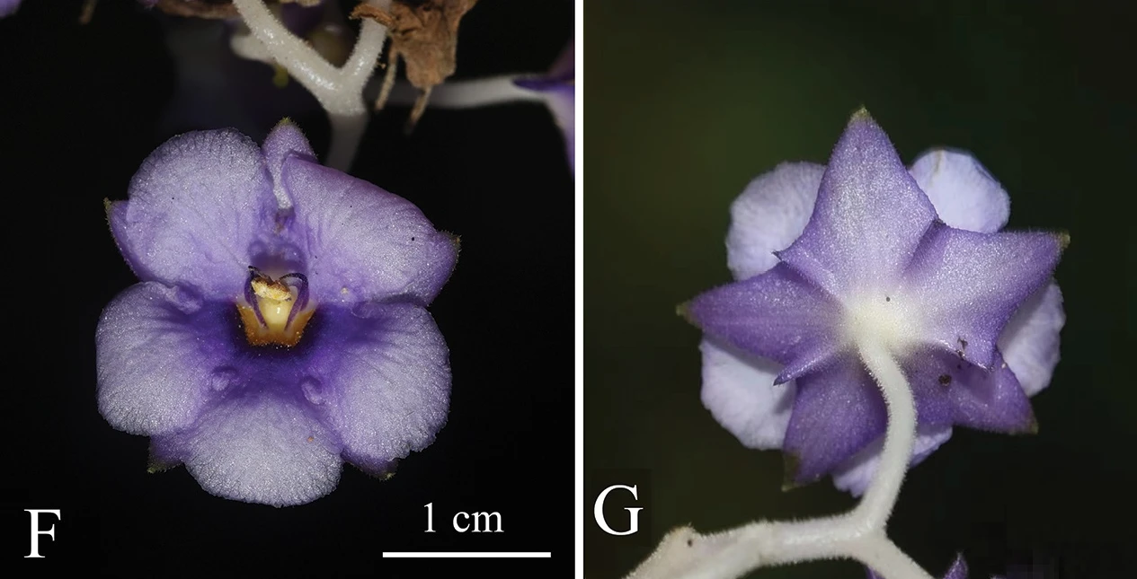 Phát hiện loài thực vật mới cực quý hiếm gần biên giới Việt - Trung