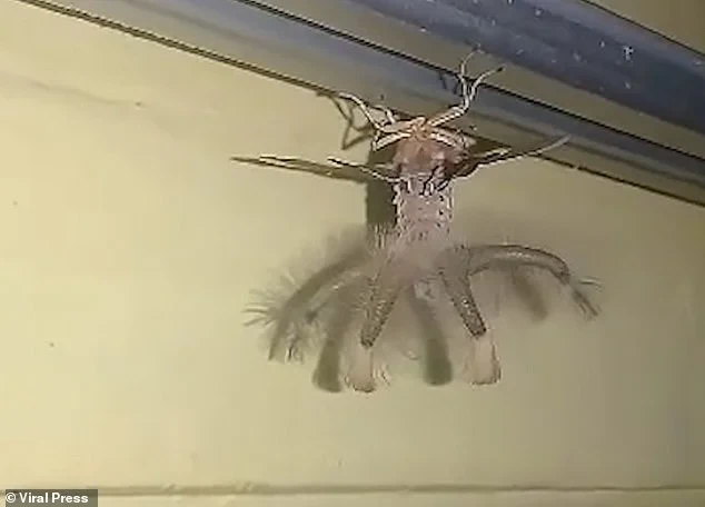 “Đứng hình” sinh vật giống người ngoài hành tinh đu bám trên trần nhà