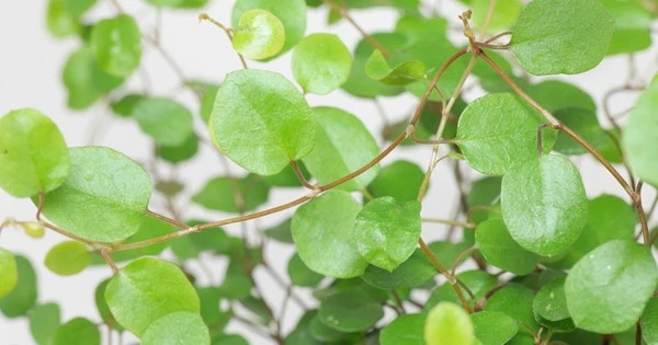 Cây cảnh dân dã, tóc mây óng ả, chiến thần dây leo