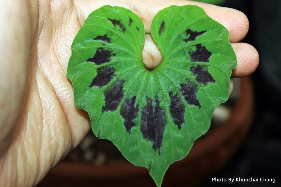 Loài cây độc đáo của Việt Nam, chỉ mọc duy nhất một chiếc lá