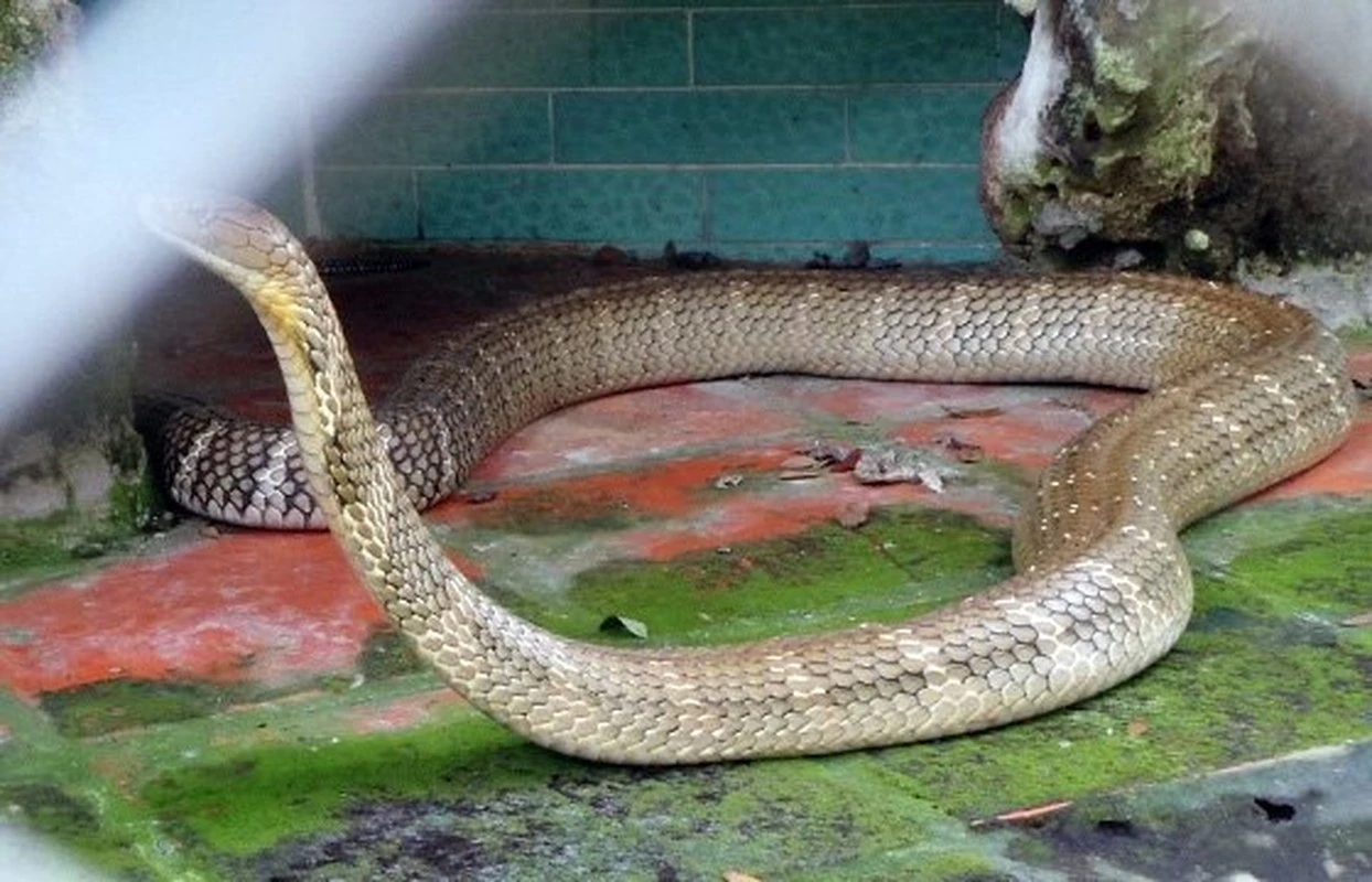 Tận mục rắn hổ chúa khổng lồ trong trại rắn nổi tiếng Việt Nam 