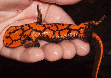 Loài cá độc lạ ở Việt Nam biết leo cây như thằn lằn