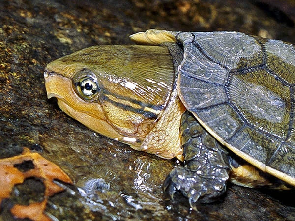 Tận mục 59 cá thể rùa đầu to cực quý vừa được giải cứu 