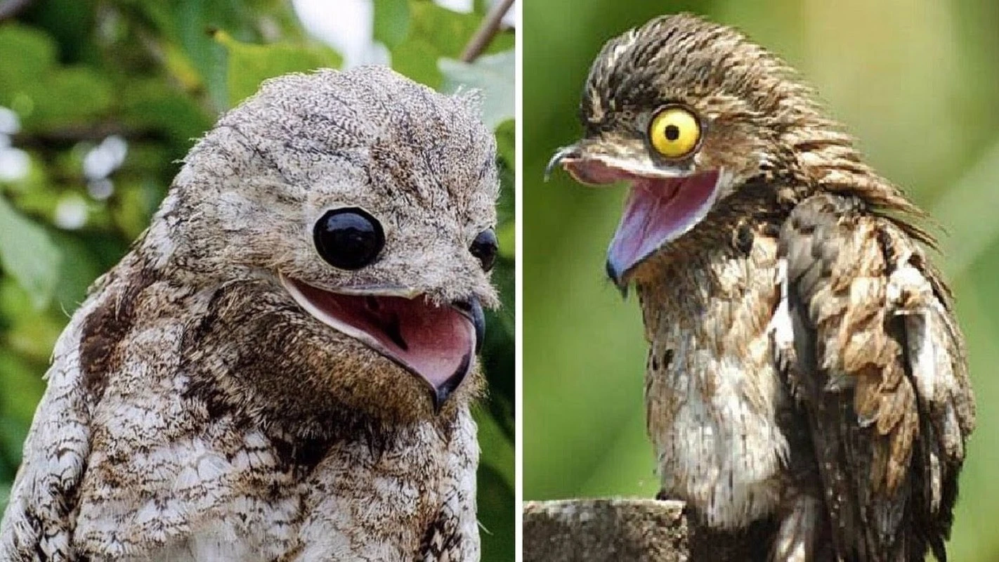 Giật mình 4 loài chim giống hệt “người ngoài hành tinh”, nhìn phát hãi 