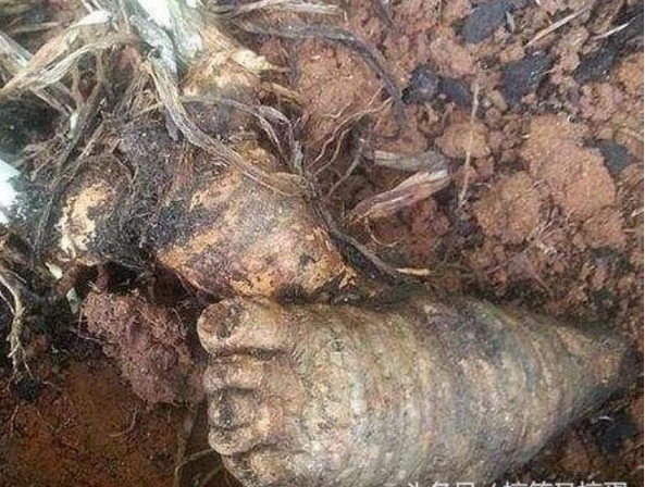 Đào trúng “vật thể lạ” hình bàn chân, té ngửa khi biết lai lịch