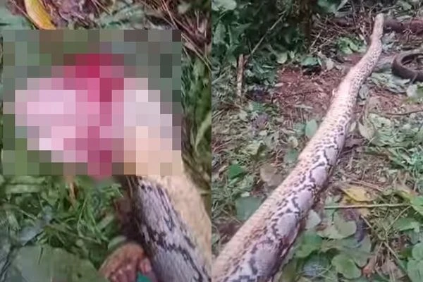 Ra vườn tìm mẹ, con trai ngã quỵ thấy “quái thú" làm chuyện động trời 