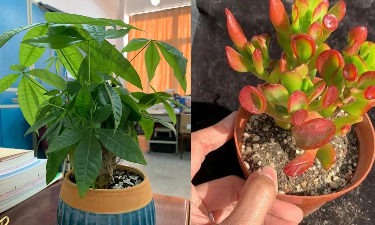 3 cây cảnh may mắn, mang hương vị tiền bạc, giúp gia chủ thịnh vượng