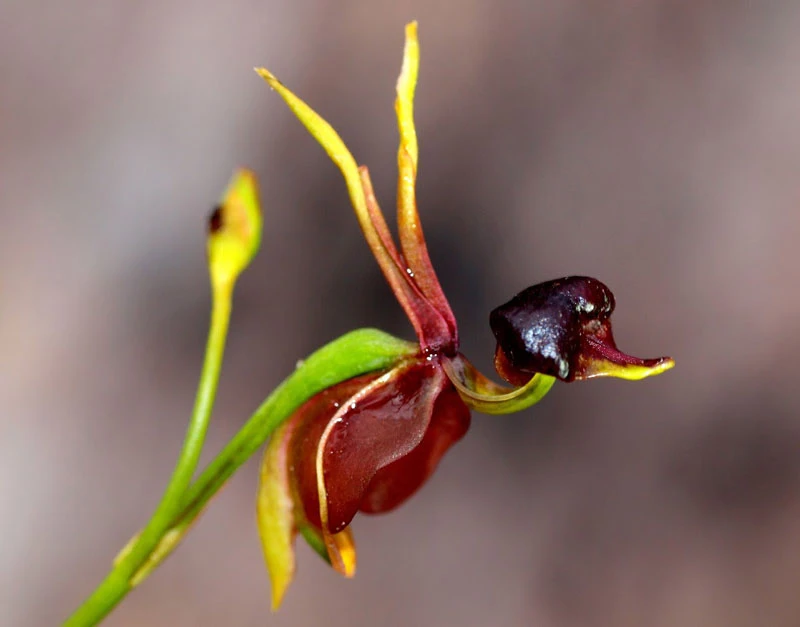 8 loài hoa kỳ quặc nhất hành tinh: Nghe tên đã thấy dị!