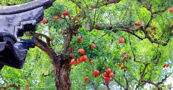 Cây lựu đắt nhất Việt Nam: Cây phong thủy hút lộc, đẹp cực phẩm