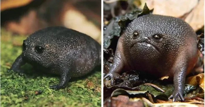 Kinh ngạc top động vật kỳ lạ khiến bạn không tin chúng tồn tại