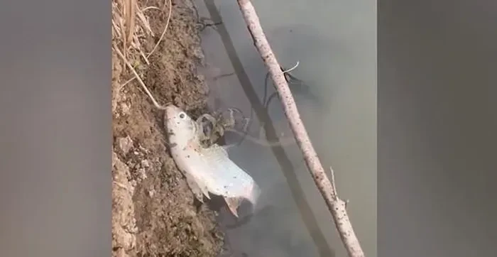 Đang đi bộ, sốc nặng thấy 'quái thú' săn mồi cực độc