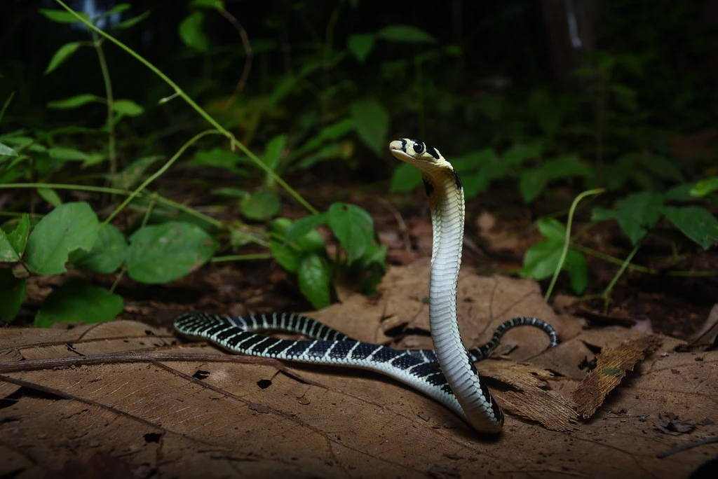 Đi hái nấm, bất ngờ đụng trúng “quái thú” và cái kết hãi hùng 