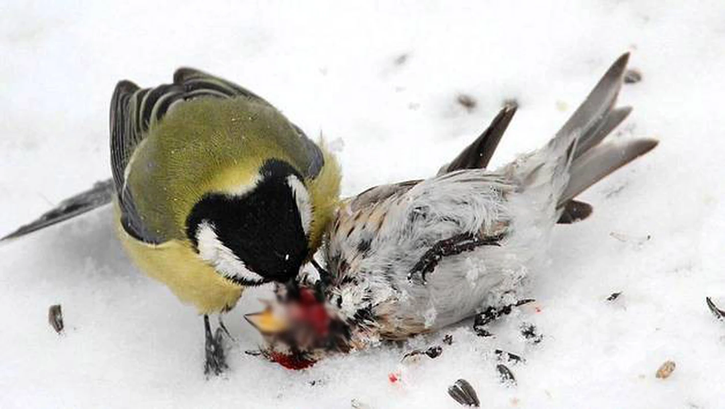 Rùng mình loài chim chuyên ăn não con mồi, đồng loại cũng không tha