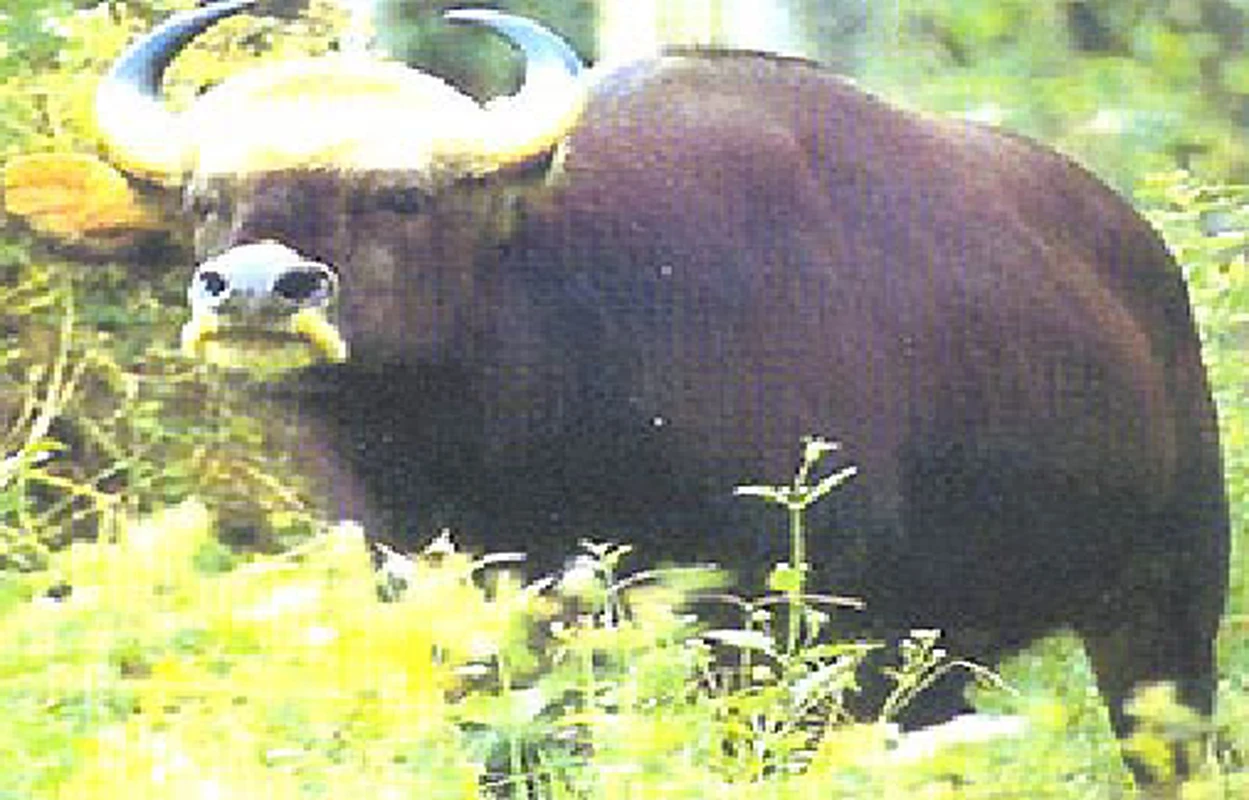 Top động vật hiếm hơn kim cương ở Việt Nam: Có loài đã tuyệt chủng!