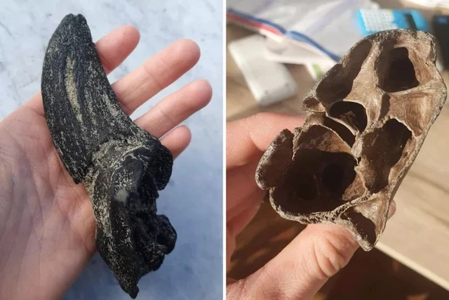 Đi dạo cùng thú cưng, sướng tê người đụng trúng "báu vật" vô giá 