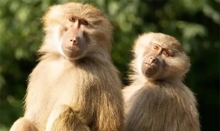 Tận mục xác ướp khỉ đầu chó 2.500 tuổi khiến chuyên gia “nhức não” 