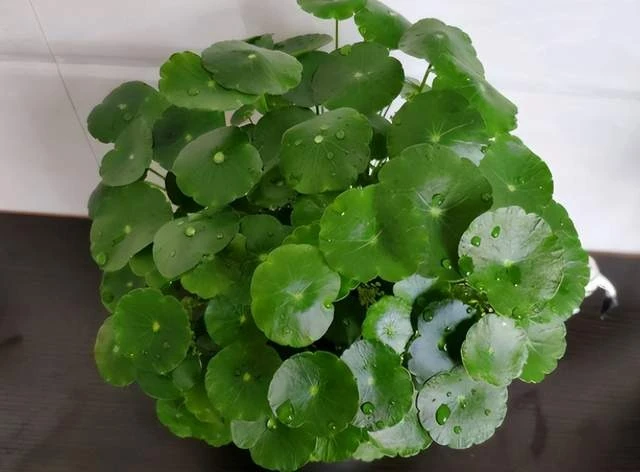 5 cây cảnh mang lại may mắn cho gia chủ, nhất định phải trồng