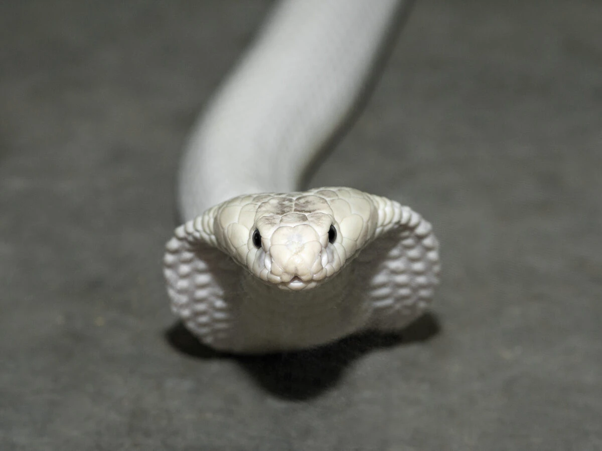 Kinh hoàng bắt gặp 'quái thú' bạch tạng trên đường