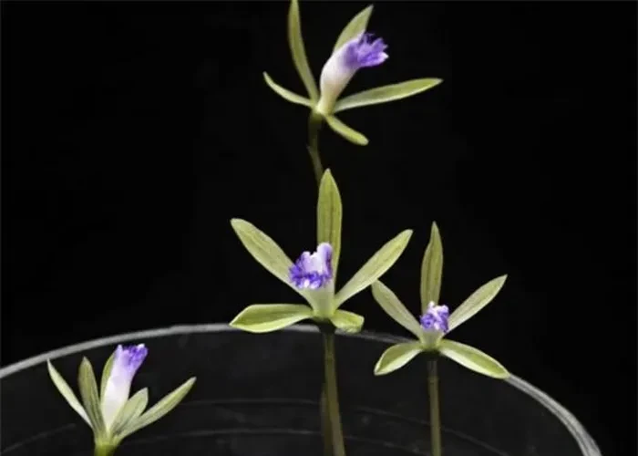 Loài cây cực quý: Thế giới khó tìm, có trong Sách Đỏ Việt Nam! 