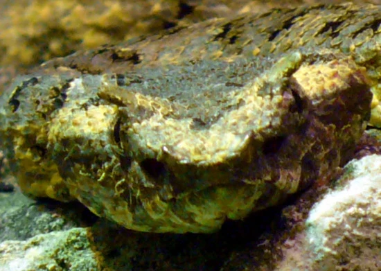 Sinh vật cực độc chỉ xuất hiện ở Việt Nam, có khuôn mặt ma quái