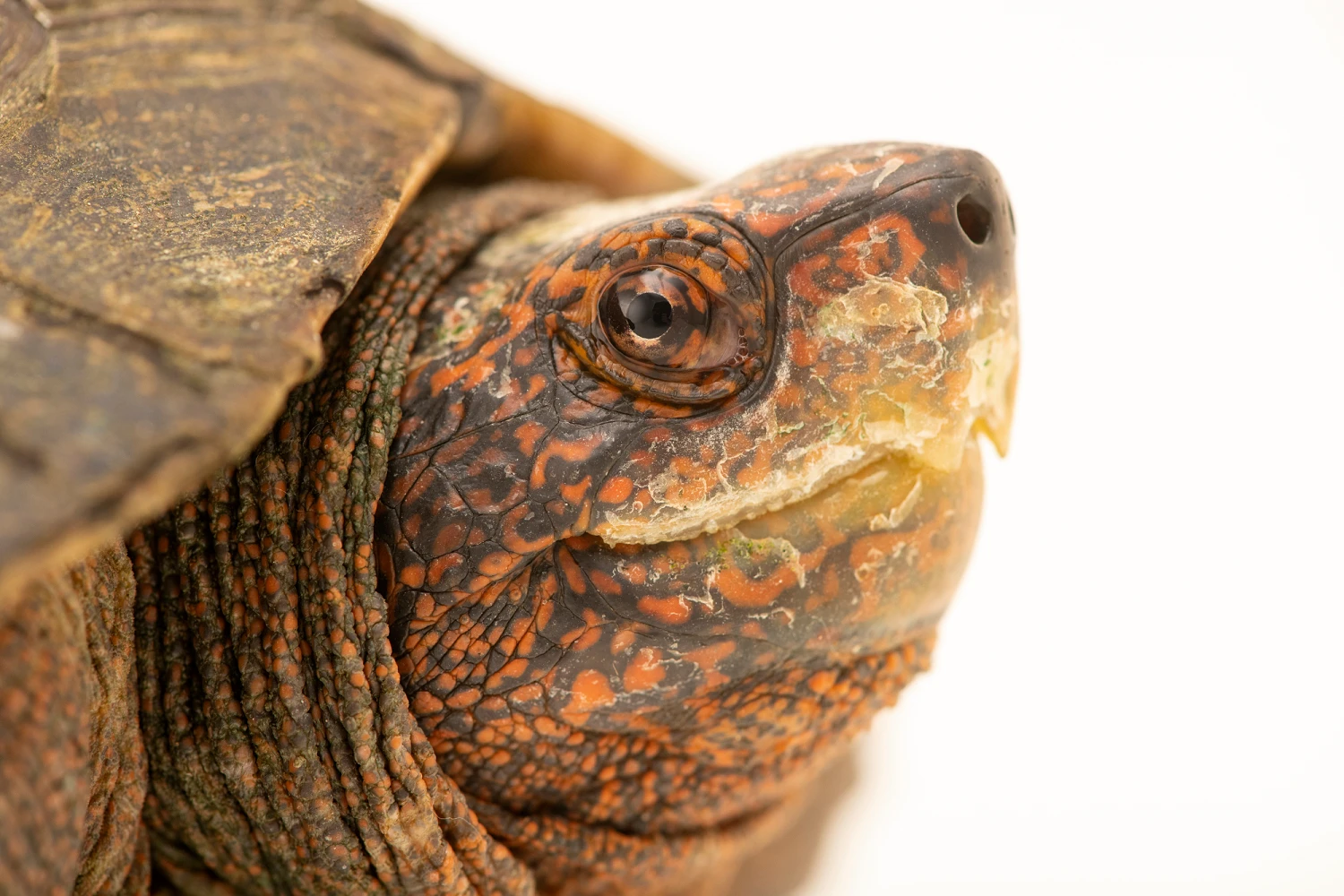 Rùa đất được giao nộp ở Bình Phước là loài trong Sách Đỏ