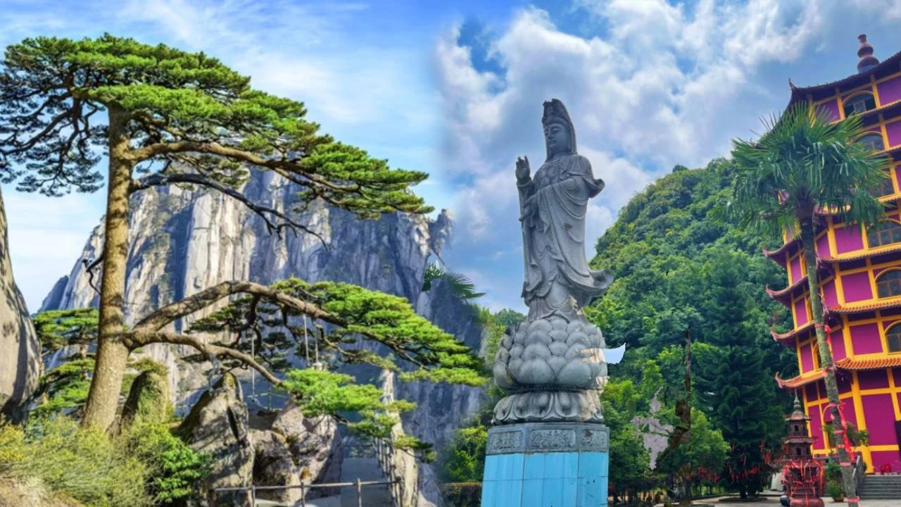 "Long trảo tùng", loài cây quý khiến ngôi chùa cổ phải đổi tên