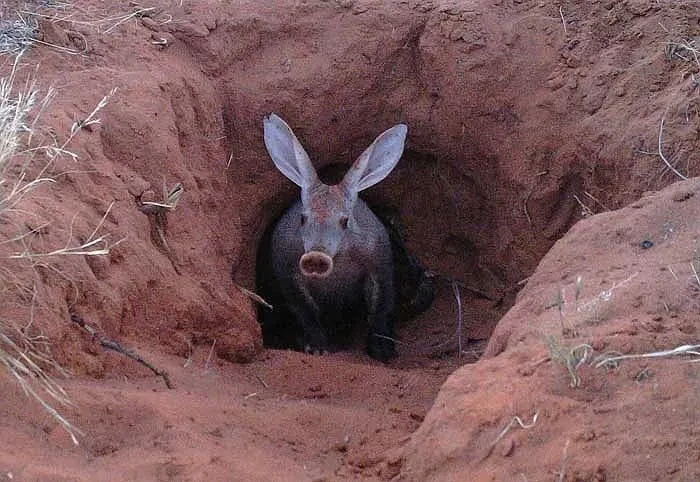 Bó tay loài động vật xấu nhất hành tinh: Mõm heo, tai thỏ, đuôi kangaroo