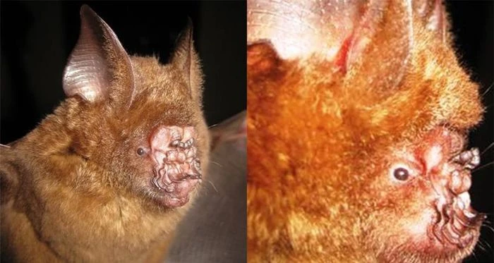 Loài động vật kỳ dị phát hiện ở Việt Nam: Ngoại hình cực ám ảnh!