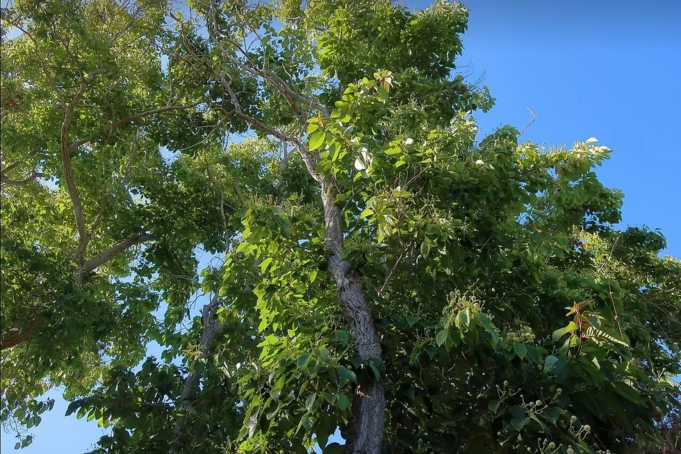 Vô tư đốn cây làm củi, ai ngờ rước về “báu vật” cấp quốc gia