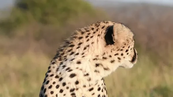 Loài báo săn khổng lồ nhất thế giới từng hiện diện trên Trái Đất