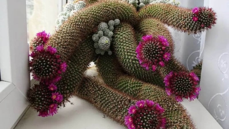 Cây cảnh bá đạo, hình tướng độc dị ai nhìn cũng đỏ mặt
