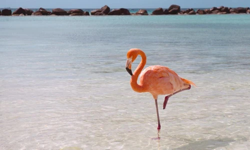 Thích thú thói quen ngủ dị thường của các loài động vật