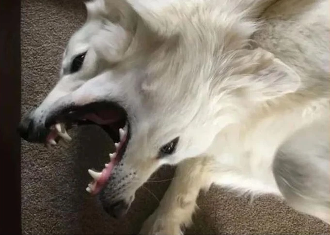 “Quái thú hai đầu” gây điên đảo cõi mạng và cái kết ngã ngửa 