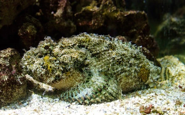 Loài cá xấu 'ma chê quỷ hờn' có ở Việt Nam, giá cực 'chát'