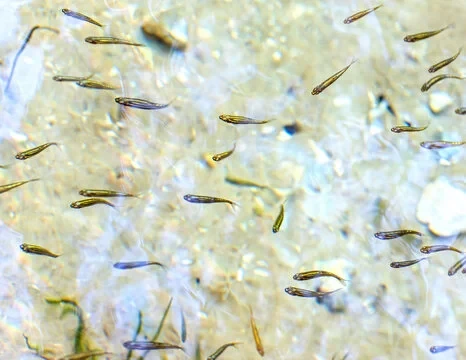 Loài cá tí hon xâm lấn khiến nước Mỹ “tuyển” robot truy đuổi