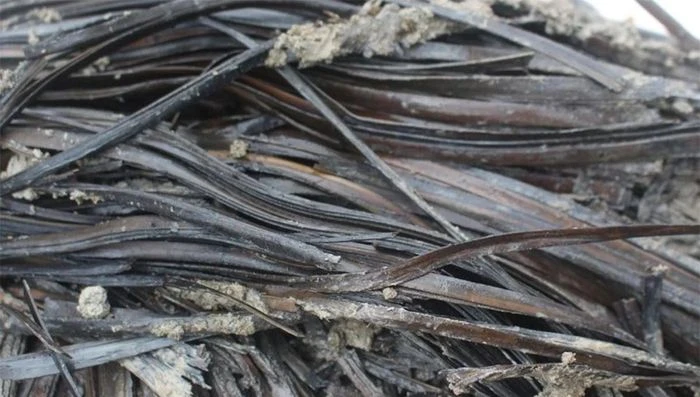 Mở mộ cổ 2.300 năm, vỡ oà thấy báu vật xưa nay hiếm 