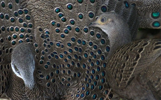 Mê mẩn loài gà “quý như vàng” của Việt Nam: Đẹp tựa chim công! 