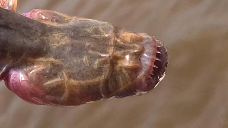 Đi câu cá, hốt hoảng “tóm” được rồng không mắt và cái kết bất ngờ 