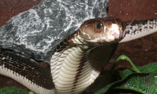 Vì sao rắn độc bị chặt đầu vẫn có thể cắn chết người?